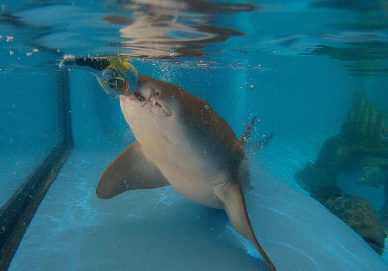 Nurse Shark at Florida Keys Aquarium Encounters