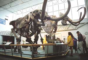 Mammoth at Florida Museum of Natural History