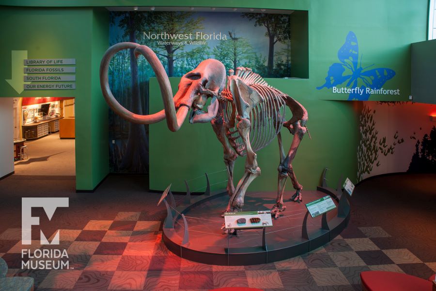 Mammoth at Florida Museum of Natural History