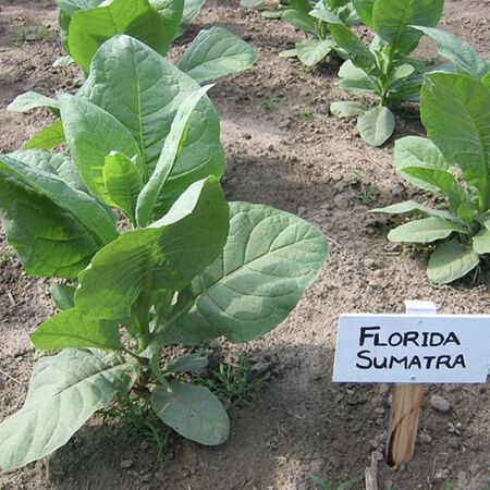 Florida Sumatra Tobacco