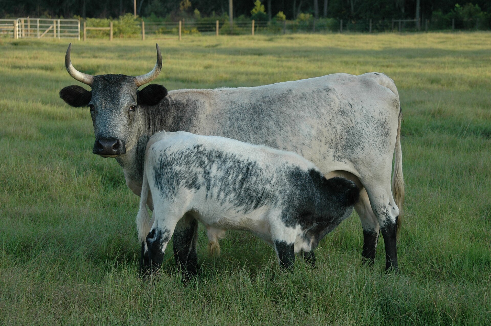 Florida Cracker cow and calf