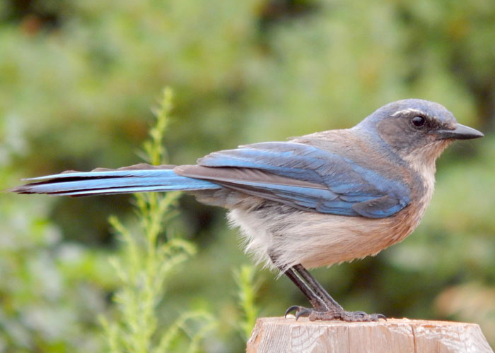 Scrub Jay