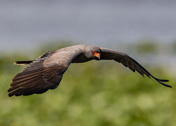 Snail Kite