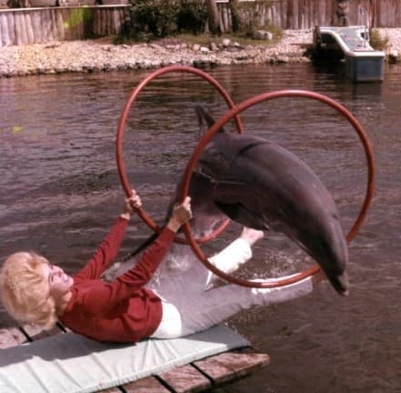 Floridaland Dolphin or Porpoise Jump