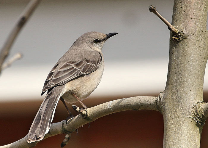 Northern Mockingbird