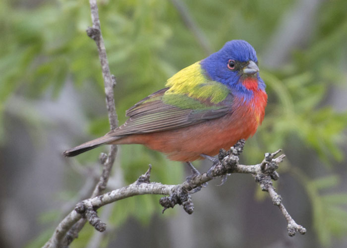 Painted Bunting