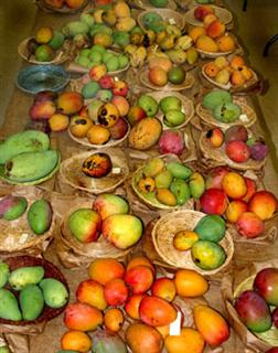 Display at Fruit and Spice Park