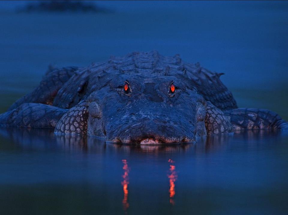 Alligator at Night Alligator at Night