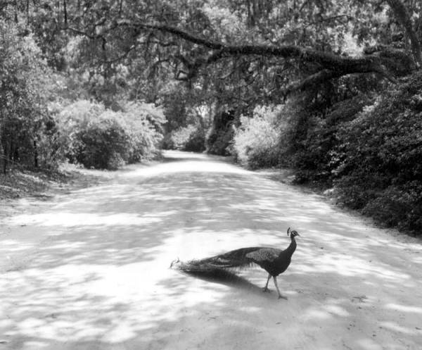 Peacock Crossing Genius Drive, credit Florida Memory