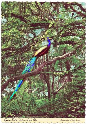 Genius Drive Postcard