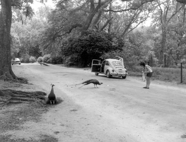 Woman and Peacocks, Genius Drive, credit Florida Memory
