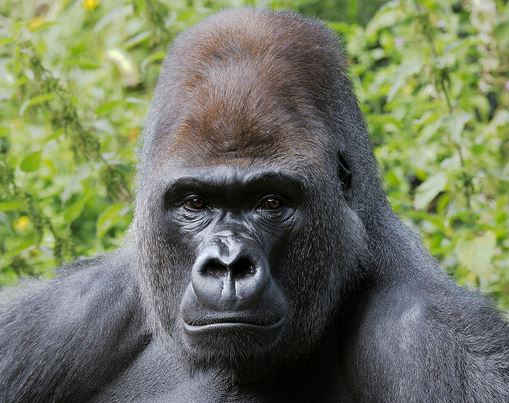 Gorilla at Jacksonville Zoo