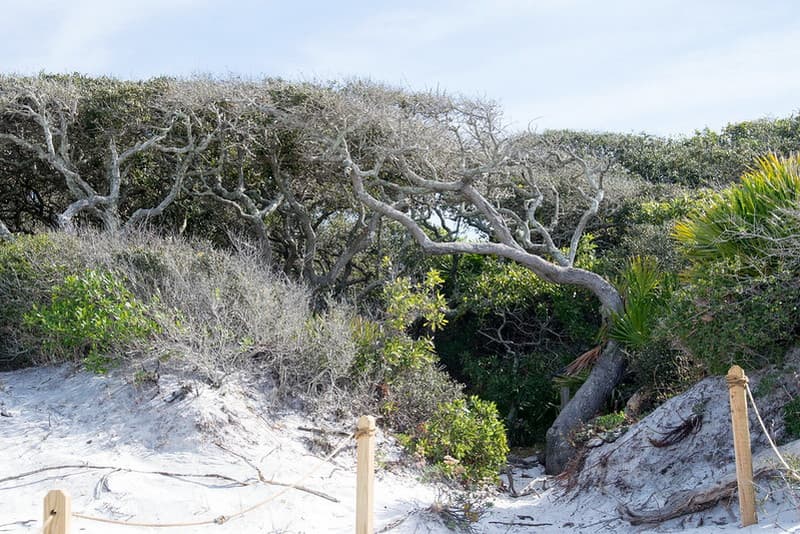 Grayton Beach State Park Dune Trail