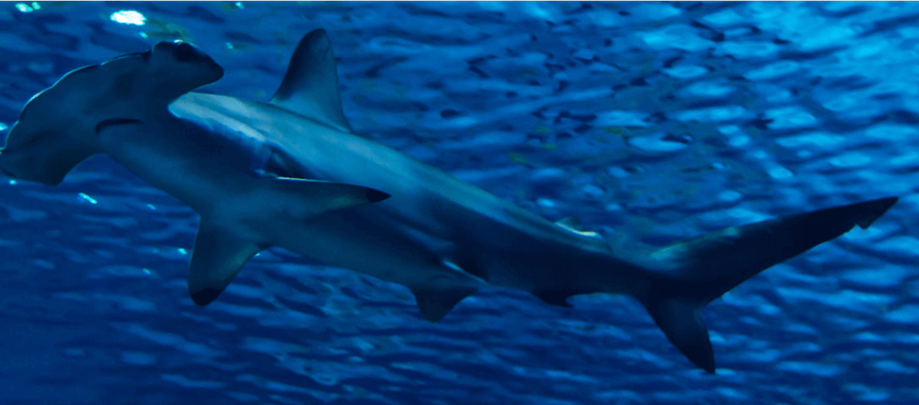 17 Top Florida Aquariums Family Fun and Adventure