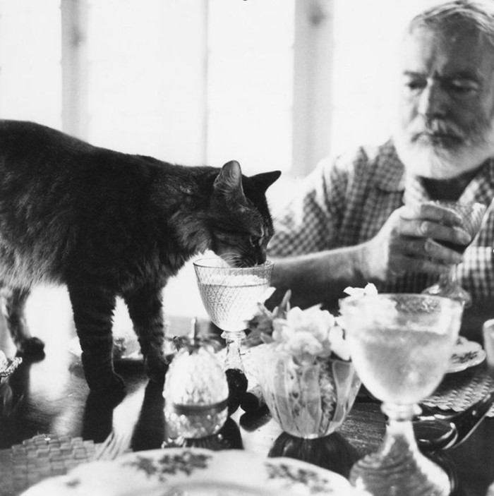 Hemingway Cat Drinking