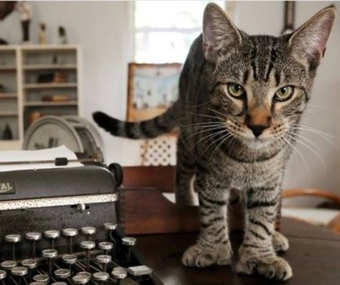 Hemingway Cat and Typewriter