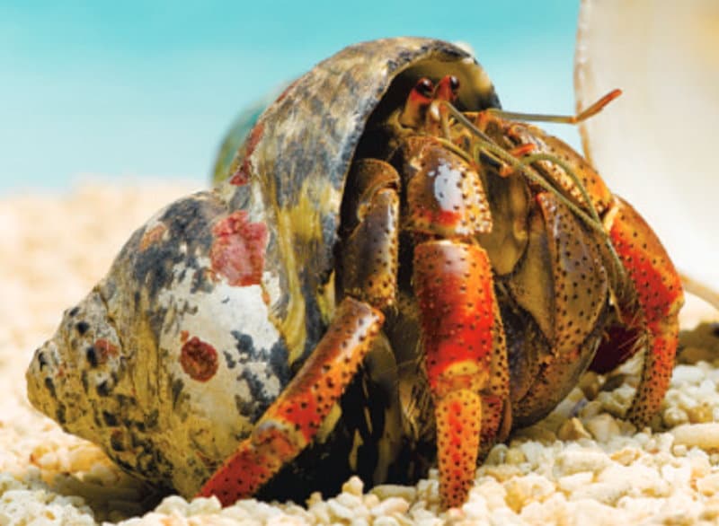 Hermit Crab