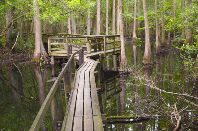 Highlands Hammock State Park