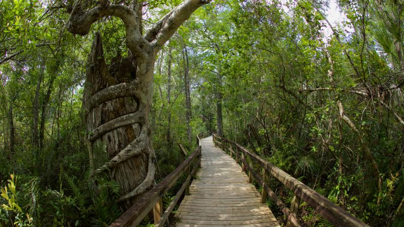 Highlands Hammock State Park