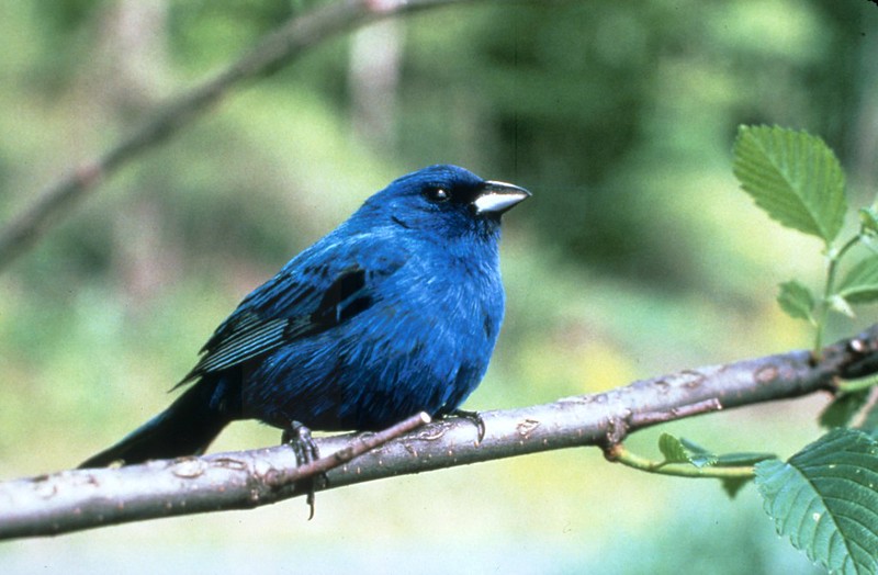 Indigo Bunting