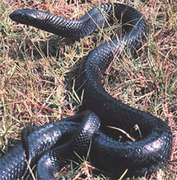 Florida Snakes Are Usually Harmless Usually