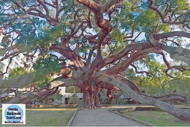 Watercolor of the Treaty Oak