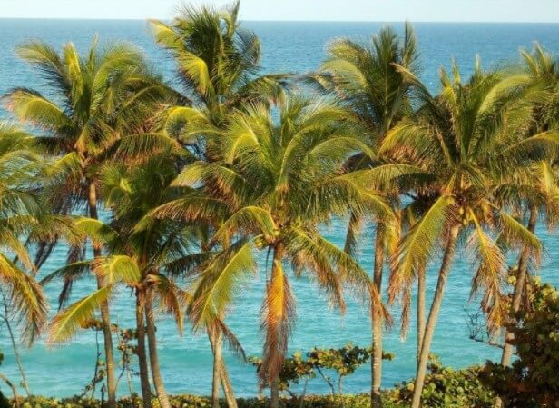Palm Trees Along Jupiter Beach