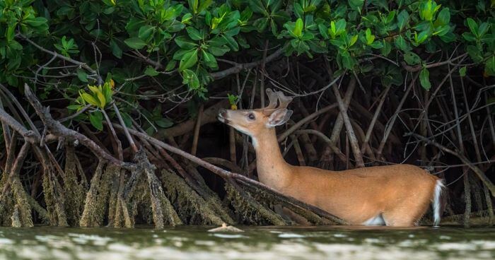 Tiny Key Deer, Big Pine Key