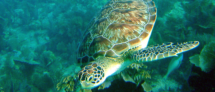 Sea Turtle at John Pennekamp Coral Reef State Park