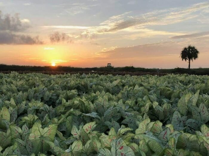 Lake Placid Caladium Field