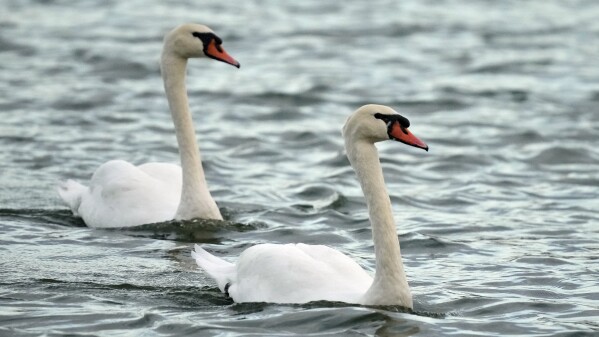 Lakeland Swans