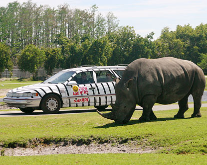 Rhino At Lion Country Safari