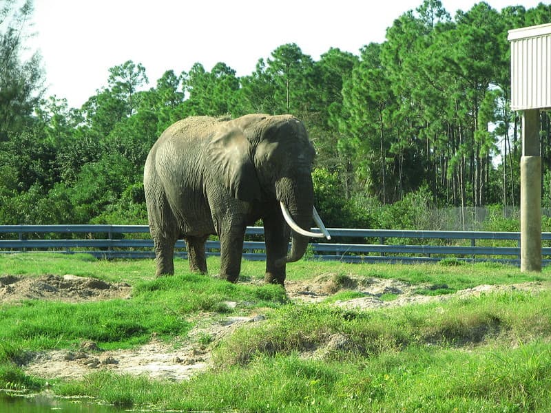 African Elephant