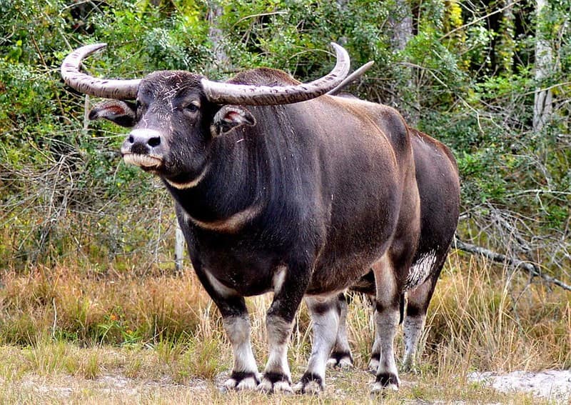 Asiatic Water Buffalo