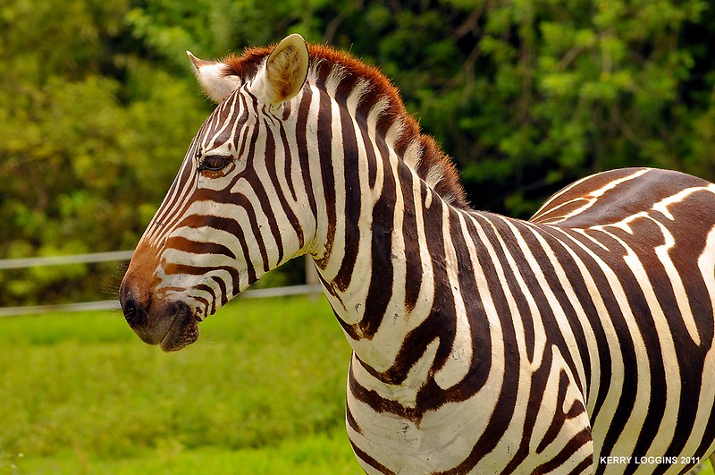 Lion Country Zebra