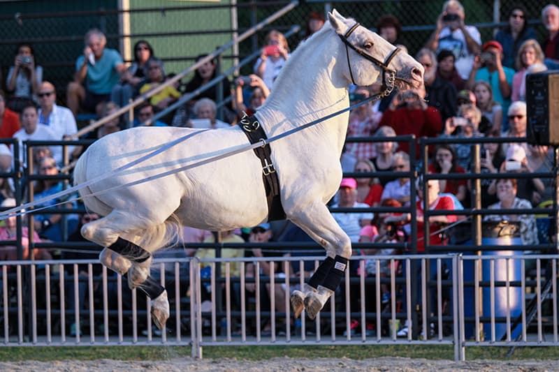 Lipizzan Stallion near Myakka City, Florida