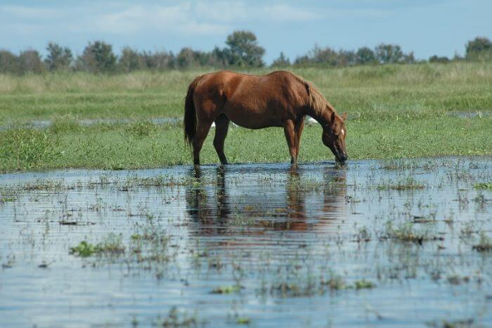View From Air Boat Tour on St. Johns River