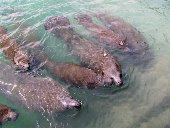 Manatees Small Group
