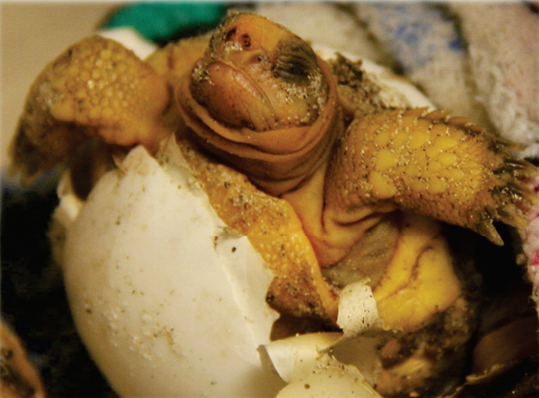 Turtle Hatchling at Marine Science Center