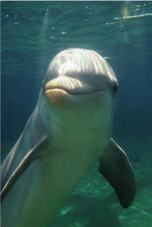 Marineland Dolphin