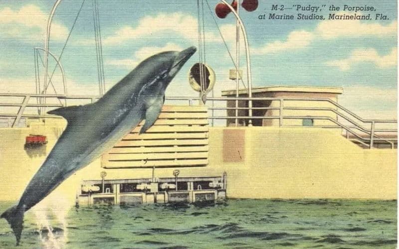 Vintage Postcard, Marineland, Florida