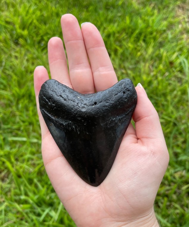 Best Places In Florida To Find Shark Teeth