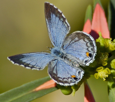 Endangered Miami blue butterfly