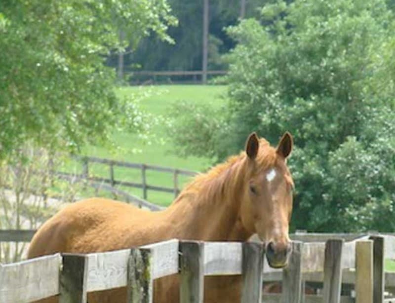 Mill Creek Retirement Home for Horses