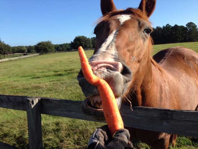 Mill Creek Farm Horse and Carrot Mill Creek Farm Horse and Carrot