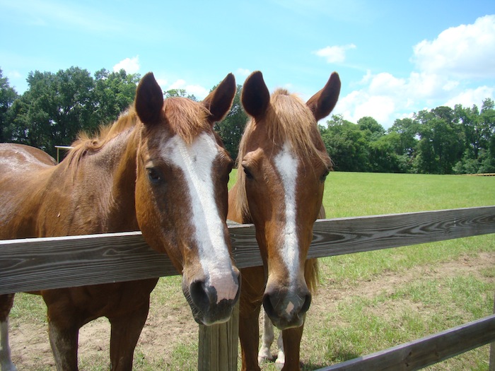 Mill Creek Retirement Home for Horses