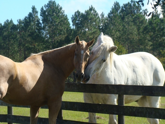 Mill Creek Farm Horses Nuzzlng Mill Creek Farm Horses Nuzzlng