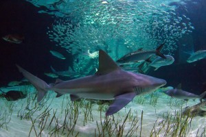 Shark at Mote Marine Laboratory
