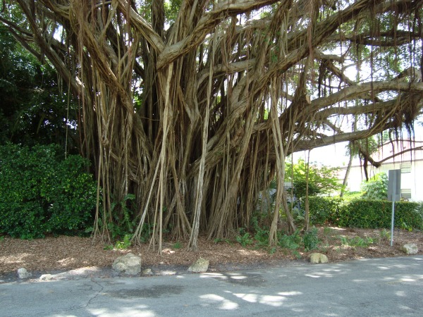 Naples Banyan Tree