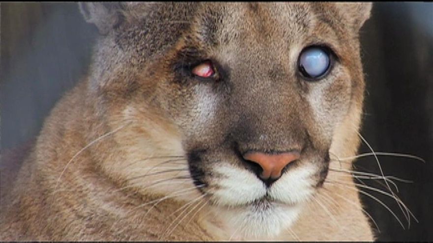 Naples Zoo Blind Panther